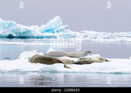 Krabbenrobben für Erwachsene (Lobodon carcinophaga), die im Antarctic Sound, im Weddellmeer, in der Antarktis und in den Polarregionen auf dem Eis herausgeschleppt werden Stockfoto