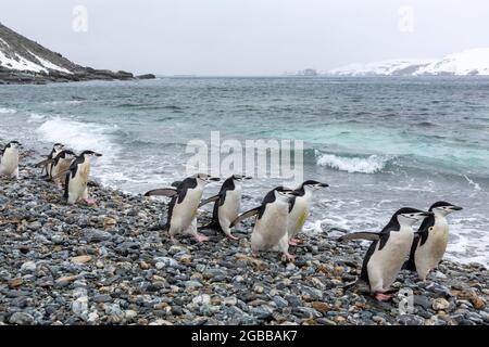 Kinnriemen-Pinguine (Pygoscelis antarcticus), am Strand von Coronation Island, Süd-Orkney-Inseln, Antarktis, Polarregionen Stockfoto