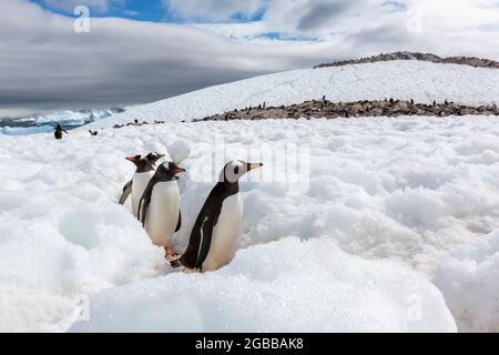 Erwachsene Gentoo-Pinguine (Pygoscelis papua), zu Fuß auf dem Pinguin-Highway auf Cuverville Island, Antarktis, Polarregionen Stockfoto