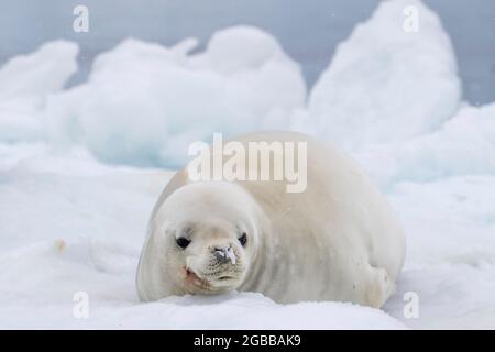 Eine Krabbenrobbe für Erwachsene (Lobodon carcinophaga), die im Antarctic Sound, im Weddellmeer, in der Antarktis und in den Polarregionen auf dem Eis herausgeschleppt wird Stockfoto