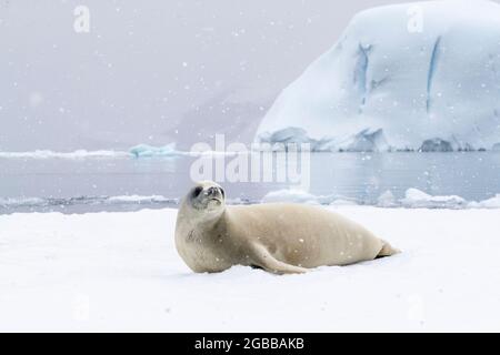 Eine Krabbenrobbe für Erwachsene (Lobodon carcinophaga), die im Antarctic Sound, im Weddellmeer, in der Antarktis und in den Polarregionen auf dem Eis herausgeschleppt wird Stockfoto