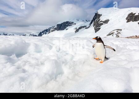 Erwachsener Gentoo-Pinguin (Pygoscelis papua), zu Fuß auf einem Pinguin-Highway auf Cuverville Island, Antarktis, Polarregionen Stockfoto