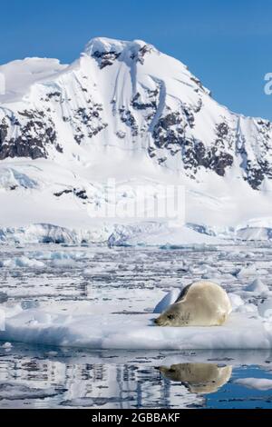 Eine Krabbenrobbe für Erwachsene (Lobodon carcinophaga), die auf dem Eis in Paradise Bay, Antarktis, Polarregionen, herausgeschleppt wurde Stockfoto