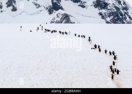 Erwachsene Gentoo-Pinguine (Pygoscelis papua), zu Fuß auf dem Pinguin-Highway auf Booth Island, Antarktis, Polarregionen Stockfoto