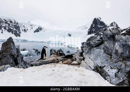 Chinstrap Pinguin (Pygoscelis antarcticus), Nistplatz hoch auf dem Hügel in Orne Harbor, Antarktis, Polarregionen Stockfoto