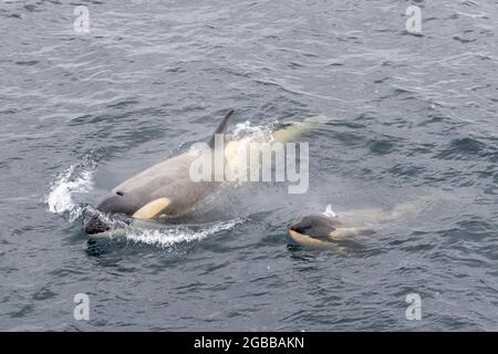 Ökotyp Big-B-Killerwale (Orcinus Orca), die im Lemaire-Kanal, in der Antarktis, in den Polarregionen auftauchen Stockfoto