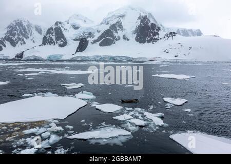 Ökotyp großer B-Killerwal (Orcinus Orca), der zwischen Eisschollen im Lemaire Channel, Antarktis, Polarregionen auftaucht Stockfoto