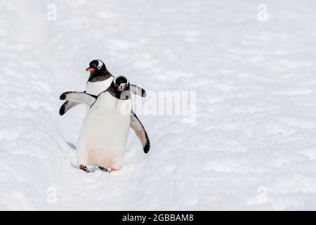 Erwachsene Gentoo-Pinguine (Pygoscelis papua), zu Fuß auf dem Pinguin-Highway auf Cuverville Island, Antarktis, Polarregionen Stockfoto