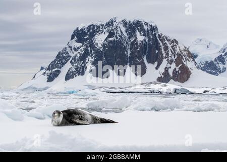 Eine ausgewachsene Leopardenrobbe (Hydrurga leptonyx), die auf einer Eisscholle auf Booth Island, Antarktis, Polarregionen, ausgezogen wurde Stockfoto