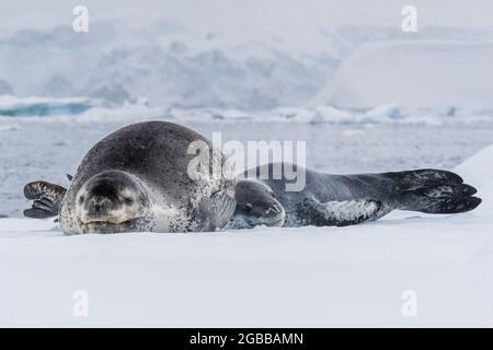 Eine Mutter-Leopardenrobbe (Hydrurga leptonyx), die mit ihrem neugeborenen Welpen, Paradise Bay, Antarktis, Polarregionen, auf Eisscholle gezogen wurde Stockfoto