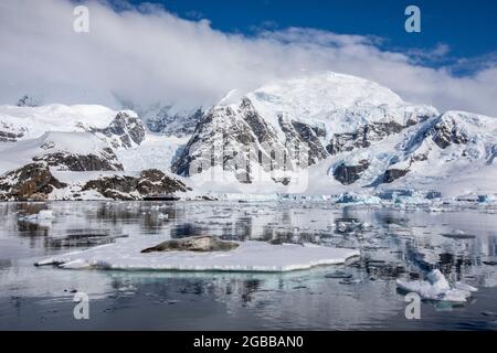 Eine ausgewachsene Leopardenrobbe (Hydrurga leptonyx), die auf einer Eisscholle in Paradise Bay, Antarktis, Polarregionen, ausgezogen wurde Stockfoto