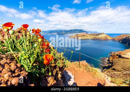 Rote Mohnblumen auf dem Wanderweg zu den malerischen Klippen von Ponta de Sao Lourenco, Canical, Madeira, Portugal, Atlantik, Europa Stockfoto