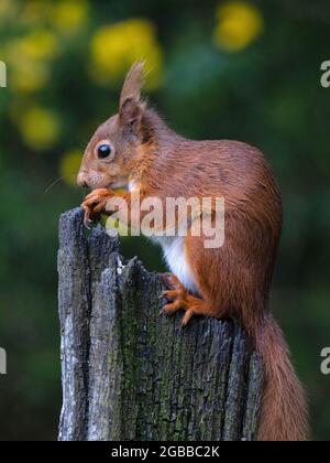 Red Squirrel, County Laois, Leinster, Republik Irland, Europa Stockfoto