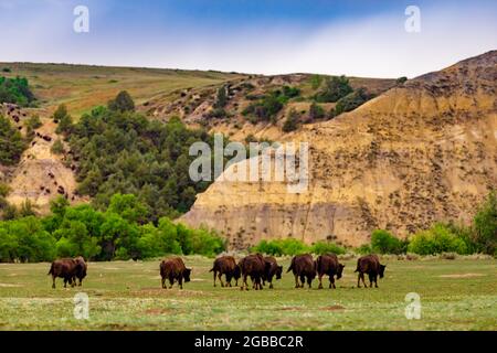 Bison in der Theodore Roosevelt National Park South Unit, North Dakota, Vereinigte Staaten von Amerika, Nordamerika Stockfoto