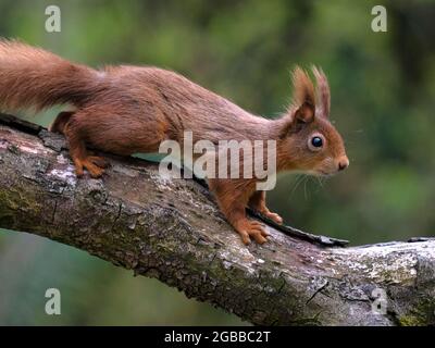 Red Squirrel, County Laois, Leinster, Republik Irland, Europa Stockfoto