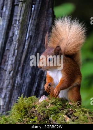 Red Squirrel, County Laois, Leinster, Republik Irland, Europa Stockfoto