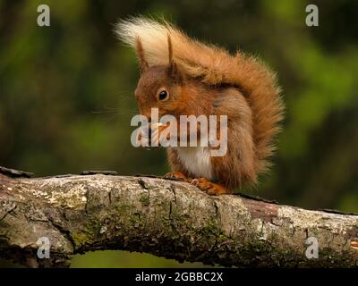 Red Squirrel, County Laois, Leinster, Republik Irland, Europa Stockfoto