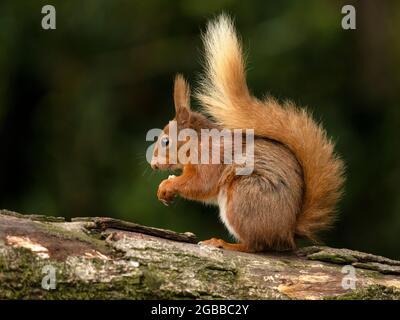 Red Squirrel, County Laois, Leinster, Republik Irland, Europa Stockfoto