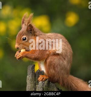 Red Squirrel, County Laois, Leinster, Republik Irland, Europa Stockfoto