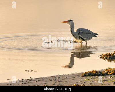 Graureiher (Ardea cinerea), County Clare, Münster, Republik Irland, Europa Stockfoto