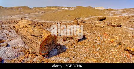 Riesige versteinerte Baumstämme auf der Purple Peninsula im Petrified Forest National Park, Arizona, Vereinigte Staaten von Amerika, Nordamerika Stockfoto