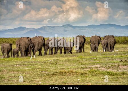 A Heard of Elefans (Loxodonta africana), Amboseli National Park, Kenia, Ostafrika, Afrika Stockfoto