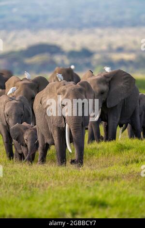 Ein Heard of Elefans (Loxodonta africana), im Amboseli National Park, Kenia, Ostafrika, Afrika Stockfoto