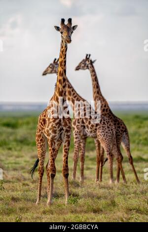 Eine Gruppe von Giraffen (Giraffa), Amboseli-Nationalpark, Kenia, Ostafrika, Afrika Stockfoto