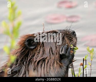 Biber Nahaufnahme Profil Seitenansicht Kopf mit Wasser und Seerosen Pads, essen Laub in seiner Umgebung und Lebensraum. Bild. Bild. Hochformat. Stockfoto