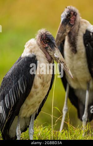 Zwei Marabou-Störche (Leptoptilos crumenifer) im Maasai Mara National Reserve, Kenia, Ostafrika, Afrika Stockfoto