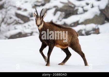 Alpine Chamois (Rupicapra rupicapra), Nationalpark Gran Paradiso, Aostatal, Italien, Europa Stockfoto