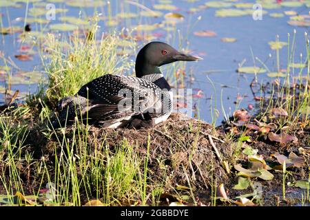 Gemeiner Loon mit einem Tag Baby Küken unter ihren Federflügeln auf dem Nest Schutz und Pflege für den Baby-Loon in seiner Umgebung und Lebensraum. Stockfoto