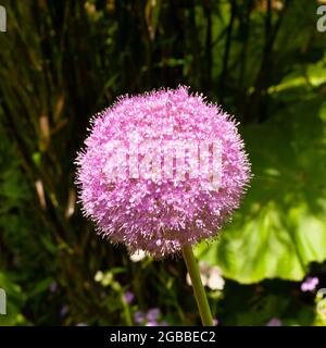 Eine einzelne große, ballförmige rosa Blütenspitze auf einer grünen, blühenden Zwiebel mit selektivem Fokus Stockfoto