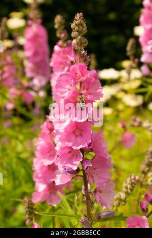 Rosa Hüttengartenblumen Sidalcea oder Präriemalbe auf hohen schmalen Pflanzen auf grünem und rosa Hintergrund mit selektivem Fokus Stockfoto