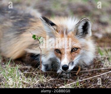 Rotfuchs Kopf Nahaufnahme Blick auf die Kamera mit einem unscharfen Hintergrund in seinem Lebensraum und Umgebung. Bild. Hochformat. Fox-Bild. Kopfschuss. Stockfoto