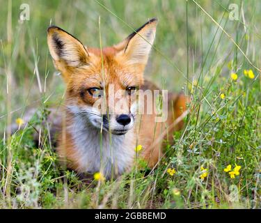 Rotfuchs Kopf Nahaufnahme Blick auf die Kamera mit gelben wilden Blumen Hintergrund und Vordergrund, in seiner Umgebung und Umgebung Lebensraum. Bild. Portr Stockfoto
