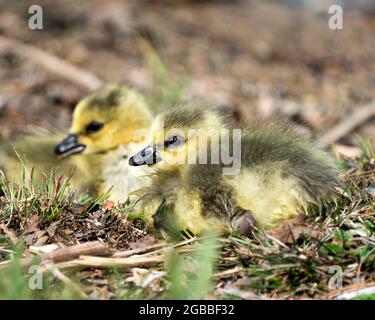 Kanadische Babys, die sich in ihrer Umgebung und ihrem Lebensraum auf Gras ausruhen, sehen Nahaufnahme des Profils. Bild „Canada Goose“. Bild. Hochformat. Foto. Stockfoto