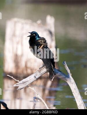 Nahaufnahme von Common Grackle, die auf einem Ast mit unscharfem Hintergrund thront, mit Gefieder der Balz, offenem Schnabel und flauschigen Flügeln in seiner Umgebung. Stockfoto