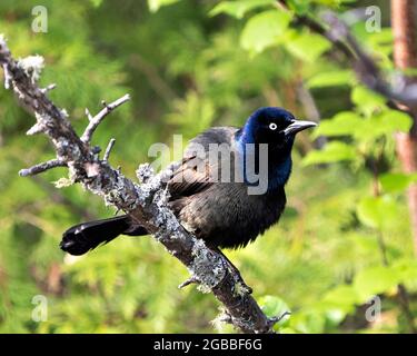 Der grackle Vogel thront mit einem unscharfen Hintergrund im Wald und zeigt Körper, blaues Federgefieder in seinem Lebensraum und seiner Umgebung. Gemeiner Grackel Stockfoto