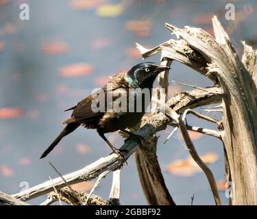 Nahaufnahme des Greifvogels am Wasser mit Federn, Schnabel in seiner Umgebung und in seinem Lebensraum mit verschwommenem Wasser und Seerosenpads Stockfoto