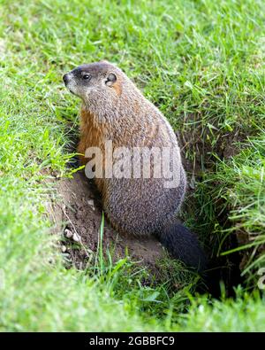 Groundhog close-up Profil Seitenansicht sitzt am Eingang des Bauches mit Gras Hintergrund in seiner Umgebung und Umgebung Lebensraum. Stockfoto