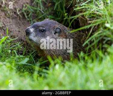 Nahaufnahme des Murmelkopfes am Eingang des Bauches mit verschwommenem Gras im Vordergrund in seiner Umgebung und seinem umgebenden Lebensraum. Bild. Stockfoto