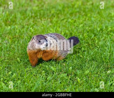 Nahaufnahme des Murmeltierprofils: Nahrungssuche im Gras mit unscharfem Hintergrund- und Vordergrundgras in seiner Umgebung und dem umliegenden Lebensraum. Stockfoto