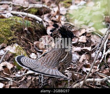 Rebhuhn Rüschen Rüschen Struts Paarung Gefieder und Fächerschwanz im Wald mit einem verschwommenen Hintergrund und Laub Vordergrund in seiner Umgebung. Stockfoto