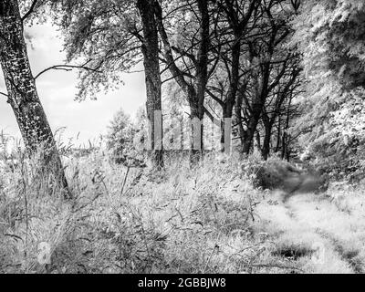 Eine von Bäumen gesäumte, grasbewachsene Strecke in der Landschaft von Wiltshire, aufgenommen im Infrarotbereich. Stockfoto