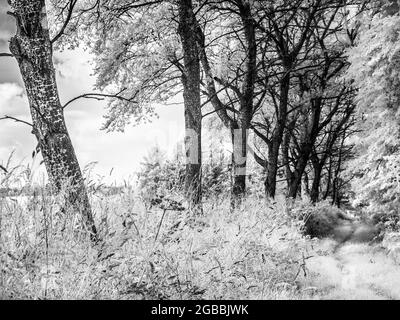Eine von Bäumen gesäumte, grasbewachsene Strecke in der Landschaft von Wiltshire, aufgenommen im Infrarotbereich. Stockfoto