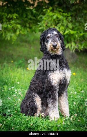 Schwarzer und brauner Königspudel Stockfoto