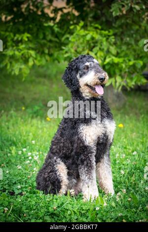 Schwarzer und brauner Königspudel Stockfoto