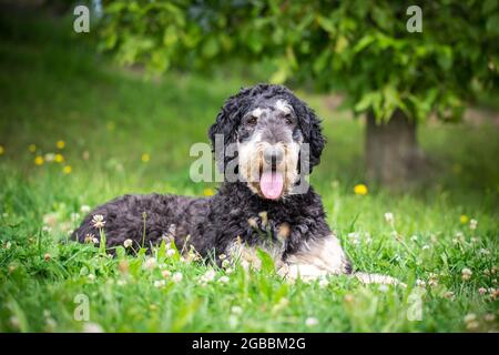 Schwarzer und brauner Königspudel Stockfoto
