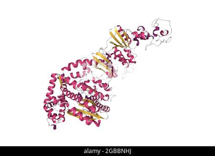 Struktur der Taq DNA-Polymenrase, 3D-Cartoon-Modell, sekundäre Struktur Farbgebung, basierend auf PDB 1taq, weißer Hintergrund Stockfoto